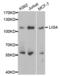 DNA Ligase 4 antibody, abx001451, Abbexa, Western Blot image 
