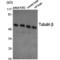Tubulin antibody, LS-C386558, Lifespan Biosciences, Western Blot image 