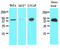 Triggering receptor expressed on myeloid cells 2 antibody, AM09045PU-S, Origene, Western Blot image 