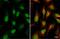 Histone Cluster 4 H4 antibody, GTX129561, GeneTex, Immunofluorescence image 