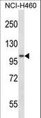 MS2 antibody, LS-C156046, Lifespan Biosciences, Western Blot image 