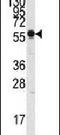 Sialic Acid Binding Ig Like Lectin 7 antibody, PA5-11691, Invitrogen Antibodies, Western Blot image 