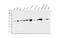 Isocitrate Dehydrogenase (NADP(+)) 2, Mitochondrial antibody, M00510-4, Boster Biological Technology, Western Blot image 