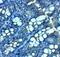 Jagunal Homolog 1 antibody, NBP2-81910, Novus Biologicals, Immunohistochemistry frozen image 