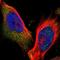 ERC1 antibody, HPA024130, Atlas Antibodies, Immunofluorescence image 