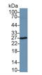 Carbonic anhydrase C antibody, LS-C293134, Lifespan Biosciences, Western Blot image 