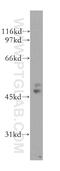 Vasodilator Stimulated Phosphoprotein antibody, 13472-1-AP, Proteintech Group, Western Blot image 