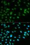 Minichromosome Maintenance Complex Component 7 antibody, orb135894, Biorbyt, Immunocytochemistry image 