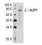 RelA-associated inhibitor antibody, GTX37659, GeneTex, Western Blot image 