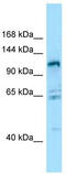 G Protein-Coupled Receptor Class C Group 6 Member A antibody, TA337887, Origene, Western Blot image 