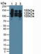 Neural Cell Adhesion Molecule 1 antibody, LS-C295574, Lifespan Biosciences, Western Blot image 