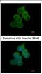 Beta-Secretase 2 antibody, NBP2-15539, Novus Biologicals, Immunofluorescence image 