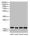 Peptidylprolyl cis-trans isomerase A-like 4G antibody, CSB-PA018453LA01HU, Cusabio, Western Blot image 