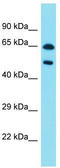 Paired Box 8 antibody, TA335637, Origene, Western Blot image 