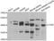 Cystinosin, Lysosomal Cystine Transporter antibody, PA5-77056, Invitrogen Antibodies, Western Blot image 