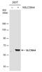 Solute Carrier Family 39 Member 4 antibody, PA5-78528, Invitrogen Antibodies, Western Blot image 