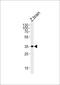 G Protein Subunit Beta 1 antibody, PA5-72642, Invitrogen Antibodies, Western Blot image 