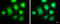 Inhibitor Of Nuclear Factor Kappa B Kinase Subunit Epsilon antibody, GTX111350, GeneTex, Immunofluorescence image 