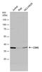 Cyclin Dependent Kinase 6 antibody, PA5-77910, Invitrogen Antibodies, Western Blot image 