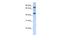 Growth Arrest Specific 2 Like 1 antibody, A10067, Boster Biological Technology, Western Blot image 