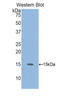 Growth/differentiation factor 6 antibody, LS-C294355, Lifespan Biosciences, Western Blot image 