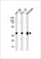 Protein Phosphatase 1 Catalytic Subunit Beta antibody, 57-323, ProSci, Western Blot image 