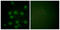 mNIFK antibody, LS-C199323, Lifespan Biosciences, Immunofluorescence image 