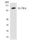 Interleukin 17 Receptor A antibody, LS-C292096, Lifespan Biosciences, Western Blot image 