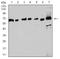 Estrogen Receptor 1 antibody, NBP2-61764, Novus Biologicals, Western Blot image 