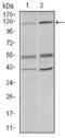 Piwi Like RNA-Mediated Gene Silencing 4 antibody, MA5-17151, Invitrogen Antibodies, Western Blot image 
