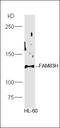 Family With Sequence Similarity 83 Member H antibody, orb183479, Biorbyt, Western Blot image 