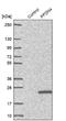 Prefoldin Subunit 4 antibody, NBP1-88526, Novus Biologicals, Western Blot image 