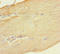 Deoxyguanosine Kinase antibody, LS-C371395, Lifespan Biosciences, Immunohistochemistry paraffin image 