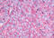 Neuromedin B Receptor antibody, MBS247080, MyBioSource, Immunohistochemistry frozen image 