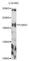 Plexin A3 antibody, LS-C749888, Lifespan Biosciences, Western Blot image 