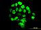 Forkhead Box A1 antibody, orb89625, Biorbyt, Immunofluorescence image 