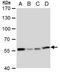 Chaperonin Containing TCP1 Subunit 7 antibody, NBP2-20588, Novus Biologicals, Western Blot image 