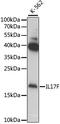 Interleukin 17F antibody, 22-260, ProSci, Western Blot image 