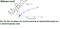 Synuclein Alpha antibody, MBS2602614, MyBioSource, Enzyme Linked Immunosorbent Assay image 