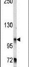 BICD Cargo Adaptor 2 antibody, PA5-14858, Invitrogen Antibodies, Western Blot image 