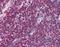 Catalase antibody, orb88280, Biorbyt, Immunohistochemistry paraffin image 