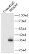 Homeobox A9 antibody, FNab03975, FineTest, Immunoprecipitation image 