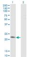 Twist-related protein 2 antibody, H00117581-M12, Novus Biologicals, Western Blot image 