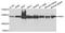 Protocadherin Alpha 6 antibody, A0553, ABclonal Technology, Western Blot image 