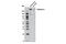 Tenascin C antibody, 12221S, Cell Signaling Technology, Western Blot image 