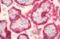 Neuregulin 4 antibody, orb256730, Biorbyt, Immunohistochemistry paraffin image 