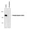 Synapsin I antibody, PPS036, R&D Systems, Western Blot image 