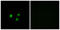 Olfactory Receptor Family 5 Subfamily M Member 9 antibody, LS-C120897, Lifespan Biosciences, Immunofluorescence image 