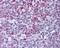 Fas Ligand antibody, 48-479, ProSci, Immunohistochemistry paraffin image 