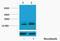 H1F1 antibody, A09849T3, Boster Biological Technology, Western Blot image 